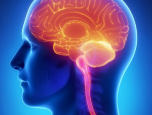 Perfusão Cerebral SPECT Cerebral